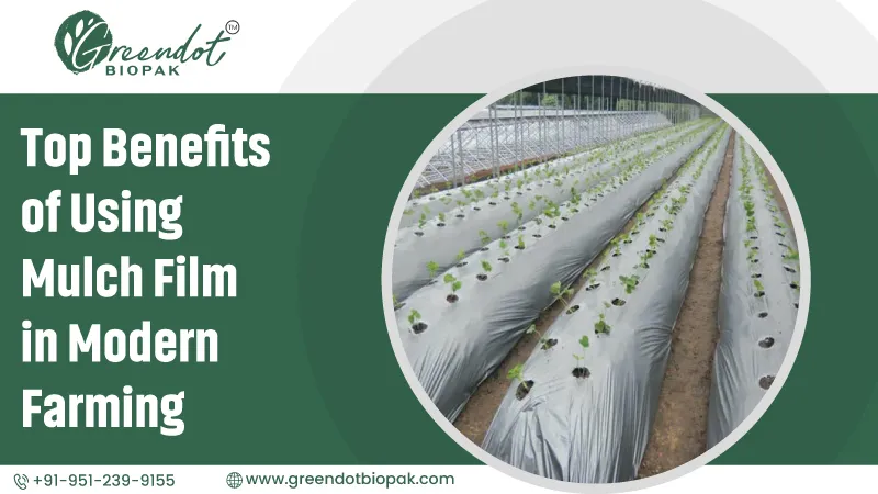 Top Benefits of Using Mulch Film in Modern Farming